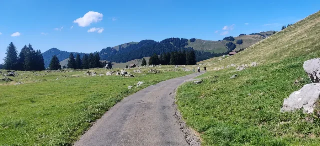 Un sentiero attraverso un alpeggio.