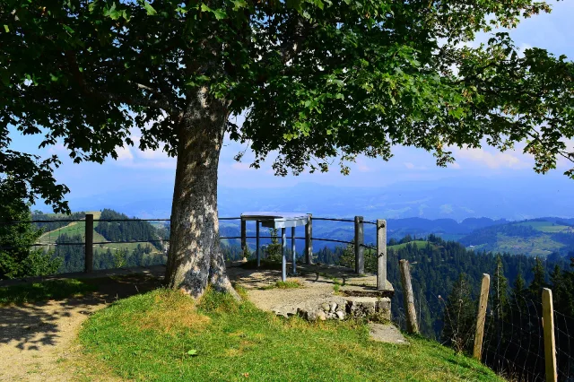 Aussicht vom Napf unter einem grossen Baum.
