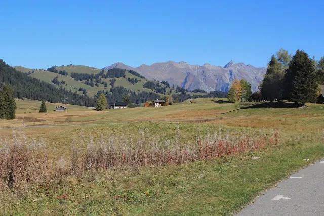 Weiden am Col des Mosses.