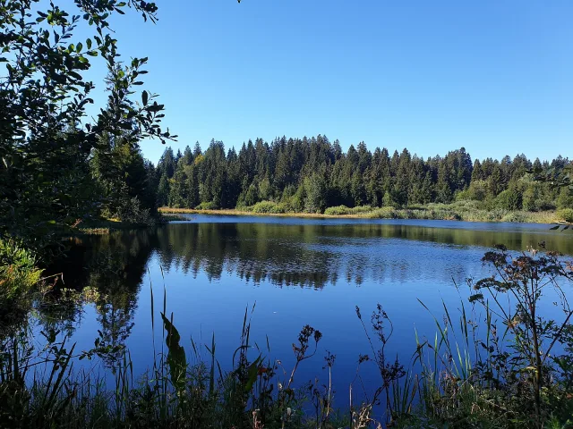 Der Étang des Royes in den Freibergen, umgeben von Tannen.