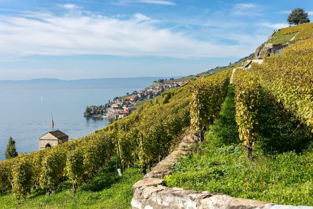 Rebterrassen bei St-Saphorin über dem Genfersee.